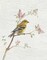 Female Goldfinch Vintage v2 Poster Print by Danhui Nai - Item # VARPDX32265